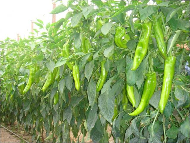 Sweet long Type pepper 730-475 p2